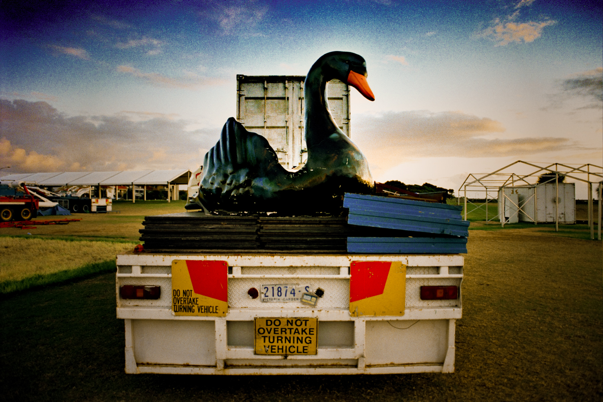 Swan [photograph, 1999]