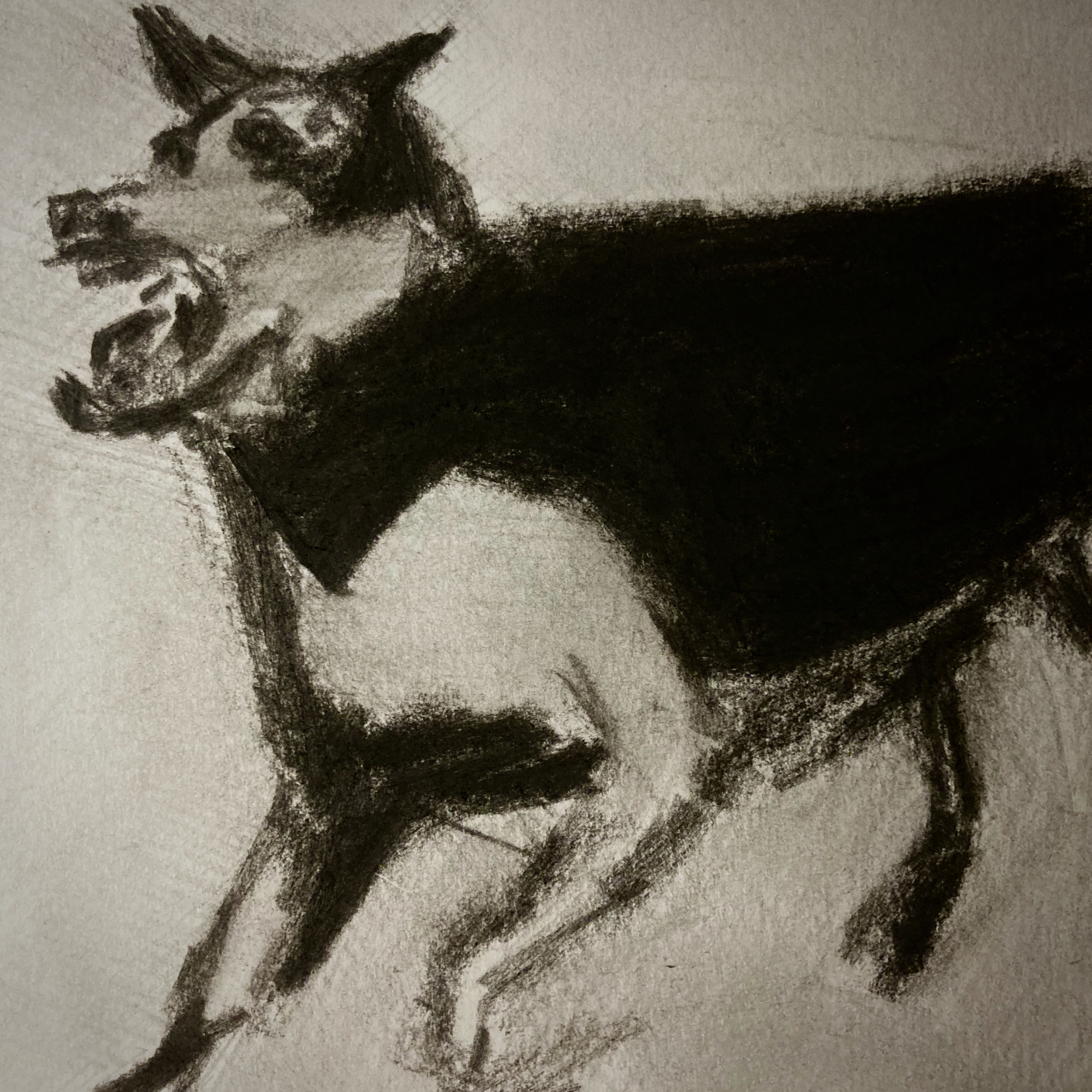 Dog (charcoal and pencil, 20220321) Stephen J. Williams