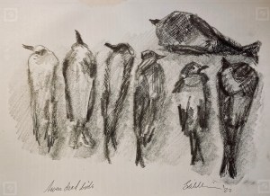 Notebook sketch [seven dead birds] (charcoal, pencil, ink, 20220314) Stephen J. Williams