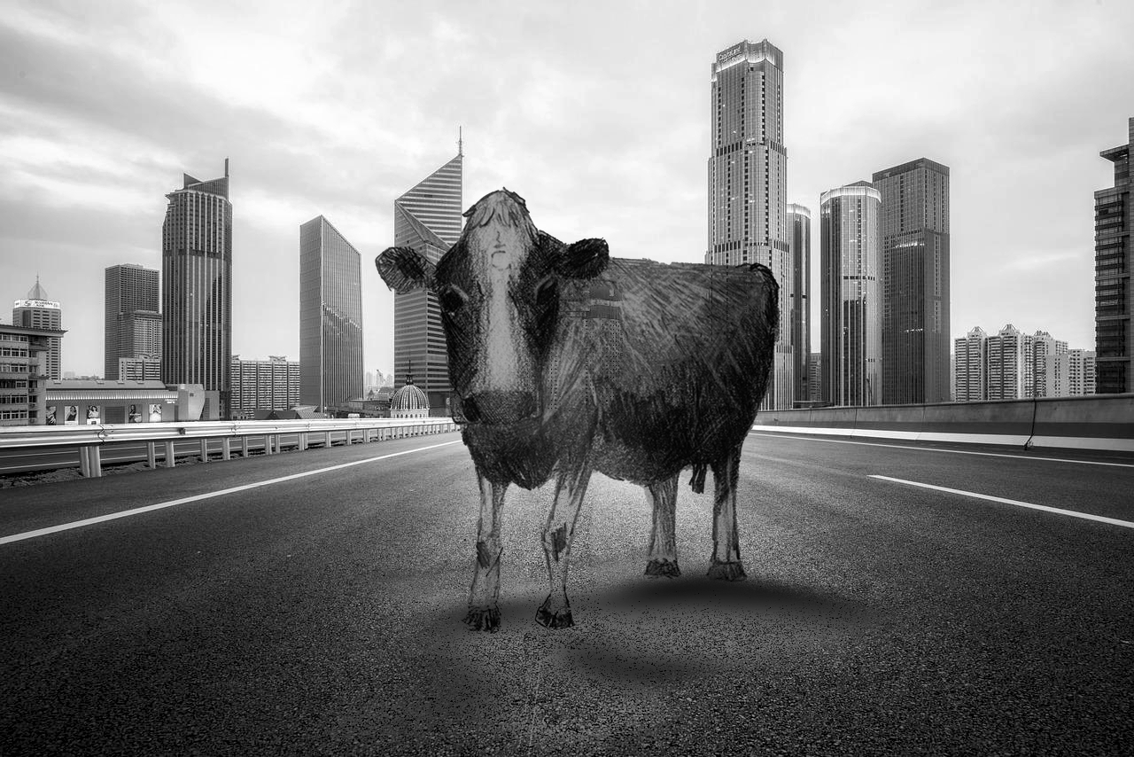 Camouflage cow (pencil and digital collage, 20220509) Stephen J. Williams